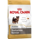 Yorkshire Terrier Junior