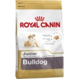 Bulldog Junior