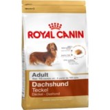 Dachshund Adult (Teckel)