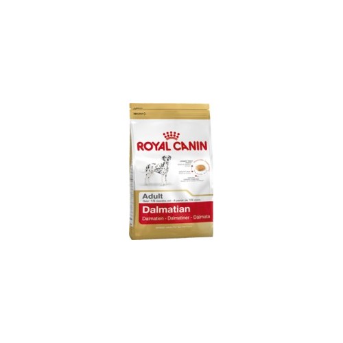 Dalmata Adult
