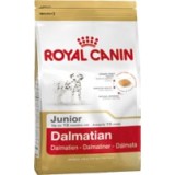Dalmata Junior