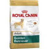 Golden Retriever Adult