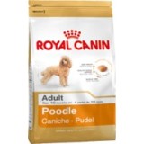 Poodle (Caniche Adult)