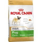 Pug Adult (Carlino)