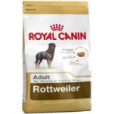 Rottweiler Adult