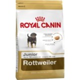 Rottweiler Junior