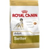 Setter Adult