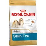 Shih Tzu Adult