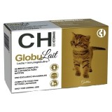GLOBULAIT gatinhos
